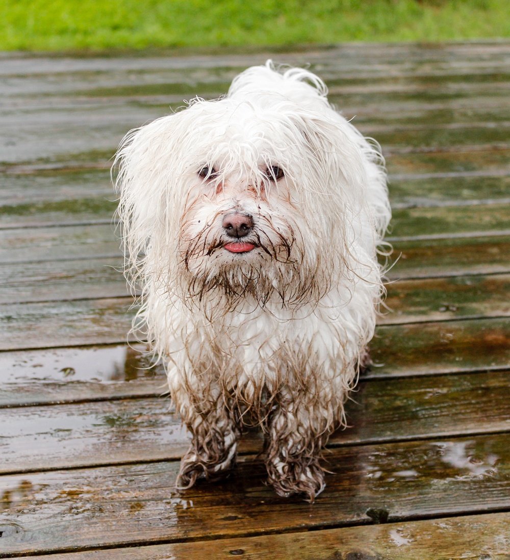 the-most-innovative-feature-to-add-for-muddy-dogs-and-kids